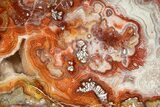 Polished Crazy Lace Agate Section - Mexico #323869-1